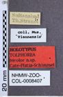 Etikette zu Tolphorea bicolor (Cate, Platia & Schimmel, 2002) (NHMW-ZOO-COL-0008407)